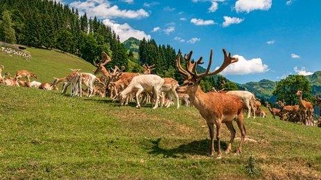 Wildpark Aurach