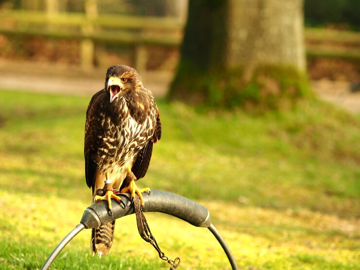 Greifvogelpark Umhausen tyrol innsbruck