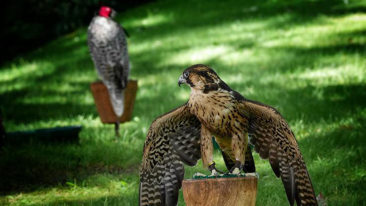 Greifvogelpark Umhausen tyrol innsbruck